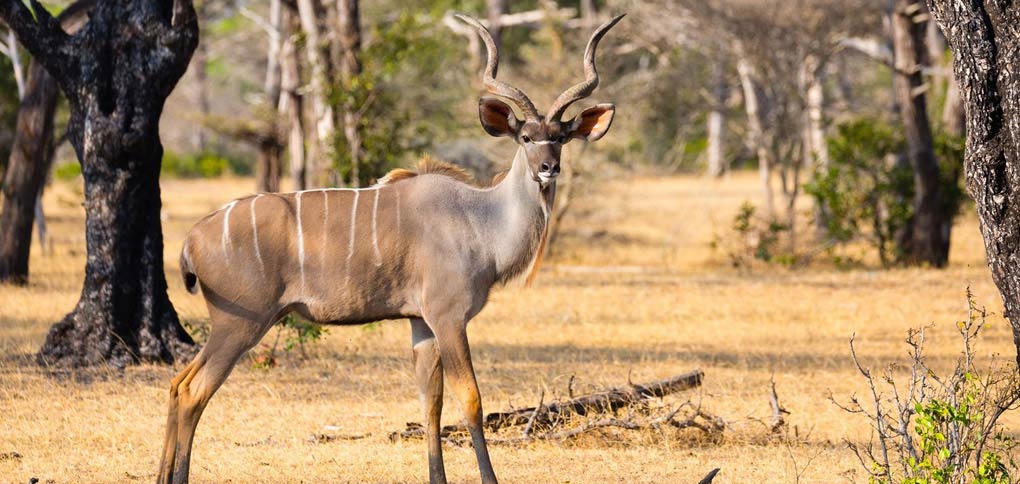 Northern Tanzania Safari