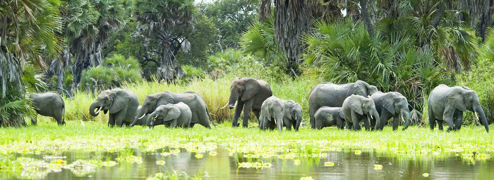 Southern Tanzania Safari