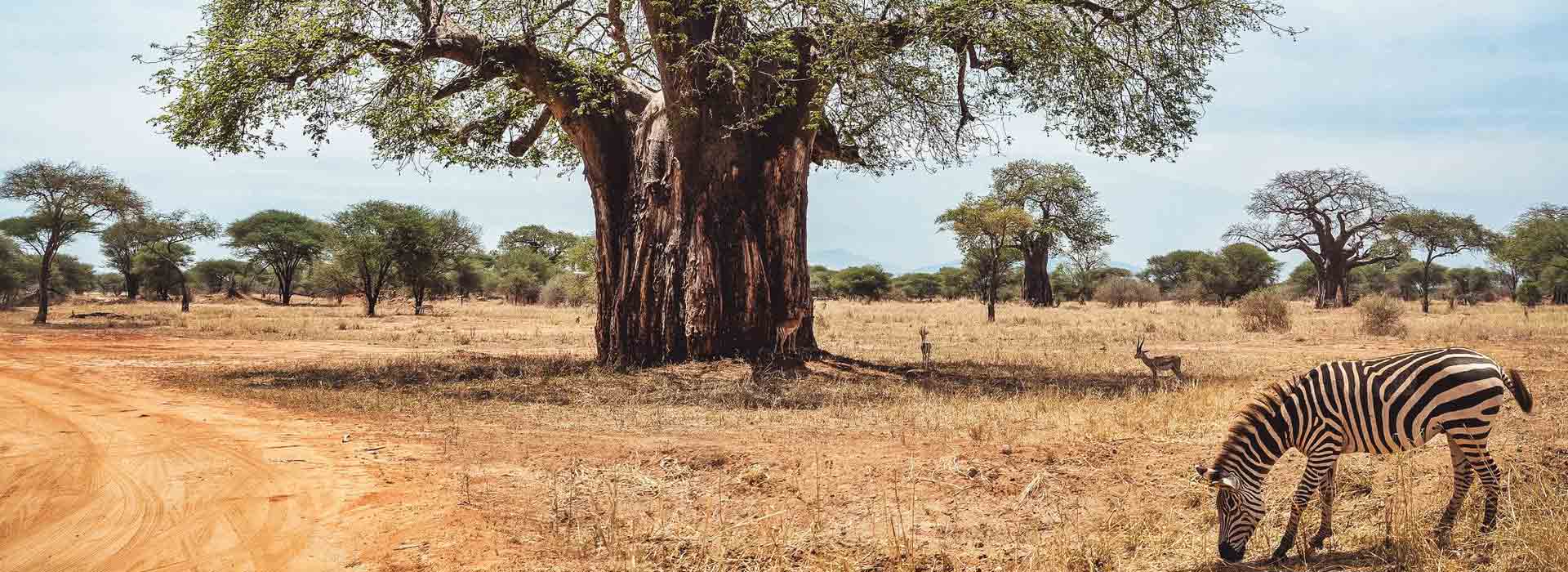 Tarangire Day Trip