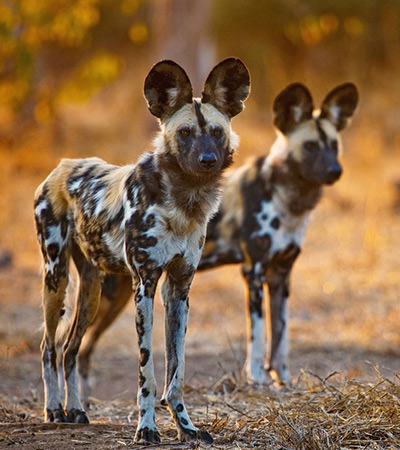 Tarangire Park Day Trip