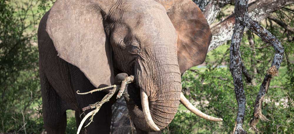 Tarangire Day Trip
