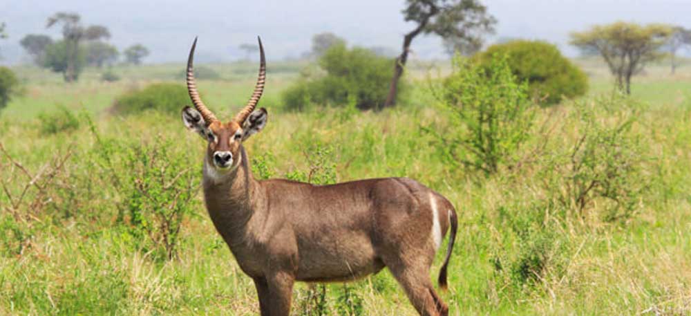 Tarangire Day Trip