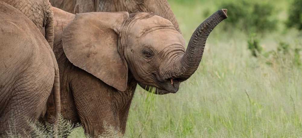 Tarangire Day Trip