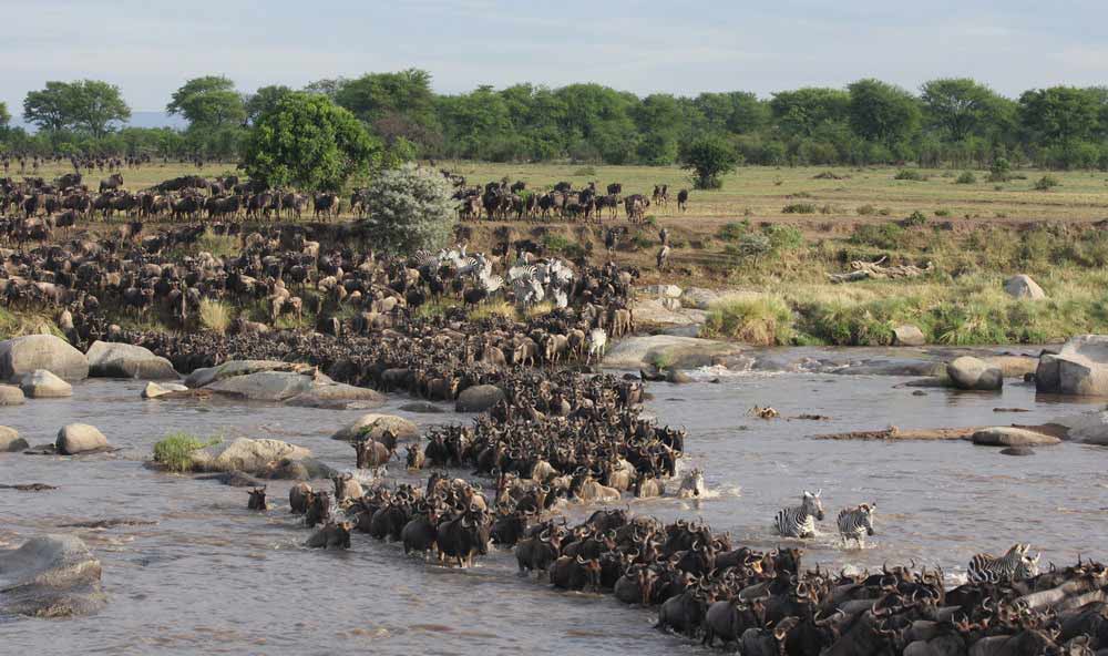 Northern Tanzania Safari